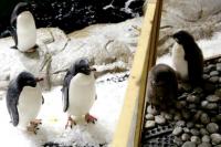 Dua Bayi Penguin Lahir di Kebun Binatang Meksiko