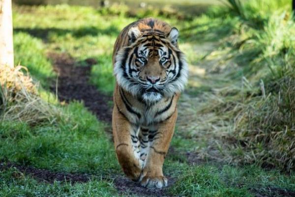 Hutan bakau Sundarbans yang luas yang membentang di India dan Bangladesh menampung salah satu populasi harimau Bengal terbesar di dunia.
