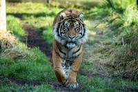 Studi: Bangladesh Masih Jadi Pusat Perburuan Harimau
