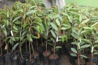 Kementan akan Sertifikasi 10.500 Benih Hortikultura