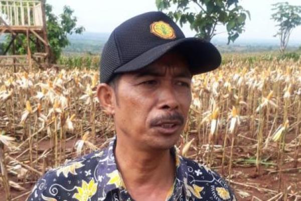 Tuban salah satu sentra produksi jagung di Jawa Timur sedang melangsungkan panen raya jagung.