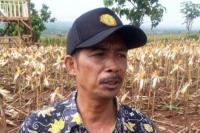 Petani Tuban Desak Pemerintah Setop Impor Jagung