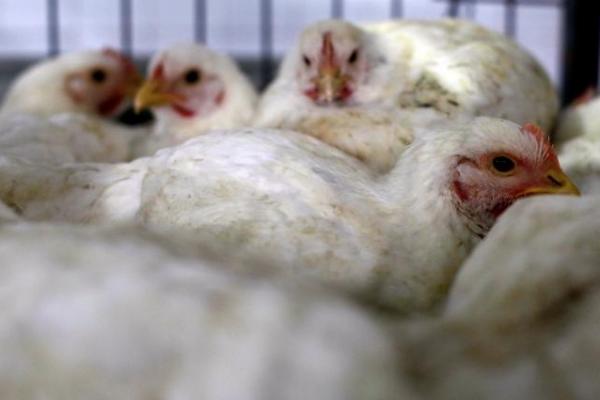 Sekitar 143.000 ayam bertelur sedang dimusnahkan di peternakan di kota Yokote di Prefektur Akita.