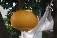 Pasutri Louisiana Miliki Jeruk Terbesar di Dunia