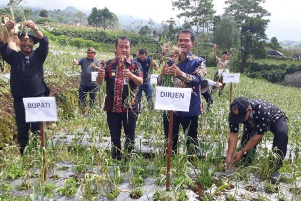 Indonesia pernah swasembada bawang putih tahun 1994, kebutuhan konsumsi mampu dipasok dari tanam 22 ribu hektare.