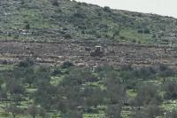 Israel Cabut Ratusan Pohon Milik Palestina
