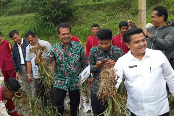 Solok telah berhasil menjadi sentra bawang merah terbeaar di Sumatera dan kini akan dijadikan juga sentra bawang putih