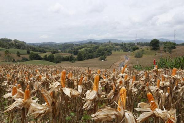 Produksi jagung dari petani jagung Gorontalo terbukti meningkat tajam dari yang tadinya hanya 692 ribu ton di 2016