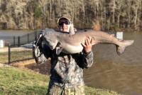 Ikan Lele Raksasa Ditemukan di Danau Tennessee
