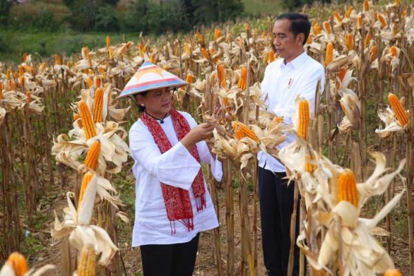 Presiden Jokowi disambut hamparan jagung siap panen seluas 1.392 hektare di perbukitan.