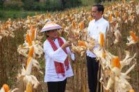 Presiden Jokowi Bareng Ibu Negara Saksikan Panen Jagung di Gorontalo
