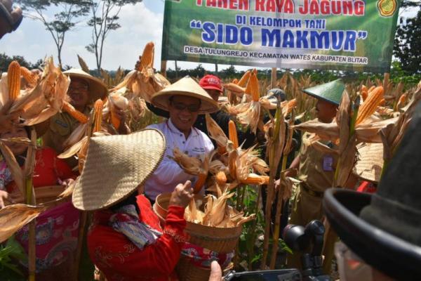 Pengguna jagung terbesar di Indonesia peternak dan pabrik pakan sebagai bahan pakan terutama pakan unggas. 