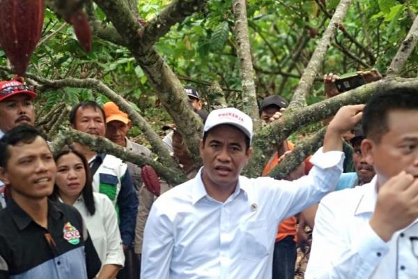 Menteri Amran juga memberikan tambahan bantuan bibit kakao tahun 2019 untuk Provinsi Selatan sebanyak 500 ribu batang.