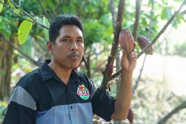 Petani kakao Luwu berharap Indonesia mampu mengembalikan kejayaan kakao khususnya di wilayah Luwu seperti yang pernah terjadi di era 80-an silam.