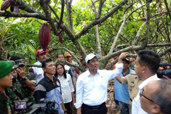 Pemerintah akan membagikan ke seluruh wilayah Indonesia sebanyak 37 juta bibit kakao.