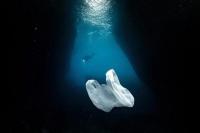 Plastik Ancam Nyawa Hewan di Laut Terdalam