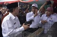 Terbesar di Indonesia, Menteri Amran Bagikan 600 Ribu Ayam di Cianjur