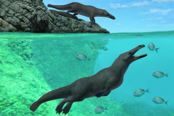 Spesies amfibi baru itu memiliki panjang empat meter dan diyakini merupakan nenek moyang paus dan lumba-lumba pertama, yang mencapai Samudera Pasifik setelah meninggalkan Asia dan melintasi Atlantik.