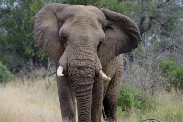 Tinjauan tersebut menemukan bahwa tingkat konflik manusia-gajah dan jumlah predator meningkat di bawah larangan tersebut.
