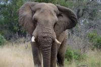 Nekat Curi Badak, Pencuri Ini Mati Diinjak Gajah dan Dimakan Singa
