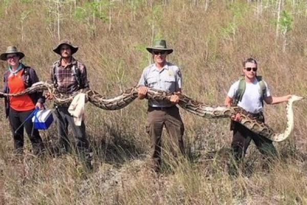Dengan 30.000 hingga 300.000 ular sanca sekarang di Florida selatan, Departemen Dalam Negeri AS melarang impor mereka pada tahun 2012.