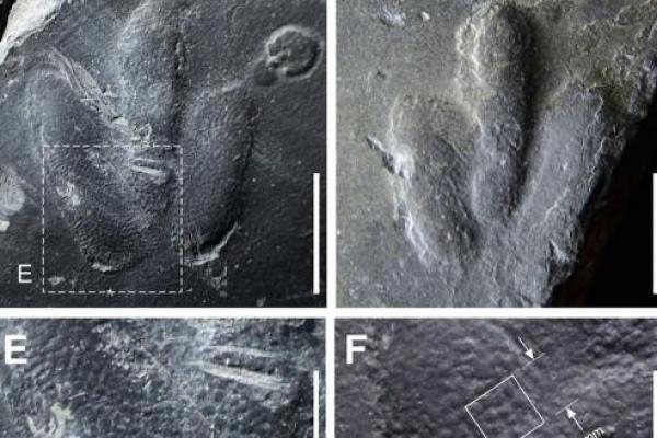 Ahli paleontologi telah menemukan serangkaian jejak kaki dinosaurus dengan pola kulit yang terpelihara di dalamnya.