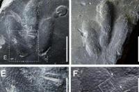Ahli Paleontologi Temukan Kulit Dinasaurus di Korsel
