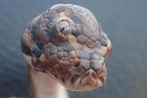 Komisi Taman dan Margasatwa Northern Territory berbagi foto di Facebook tentang ular piton, yang memiliki mata di kedua sisi kepalanya dan mata ketiga di dekat pusat tengkoraknya.
