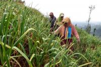 Ribu Hektare Lahan Pasuruan Siap Angkat Kejayaan Bawang Putih Nasional