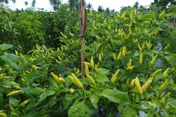 Pemberian benih ini bertujuan agar petani di Kabupaten Pesawaran bisa memproduksi cabai dengan benih hibrida sehingga produktivitas yang dihasilkan lebih tinggi. 