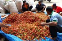 Kementan Gerak Cepat Selamatkan Harga Cabai Rawit di Tuban