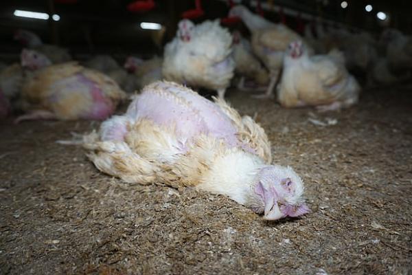 Video dan foto itu menunjukkan ayam dalam keadaan terluka dan tertekan di perternakan Northamptonshire, yang melayani beberapa supermarket besar di Inggris.