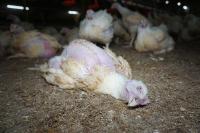 Video Mengerikan Pemasok Ayam di Supermarket Besar Inggris
