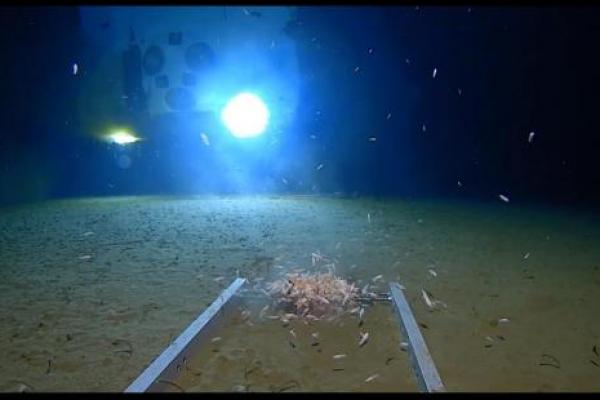 Victor Vescovo mencapai kedalaman 35.853 kaki saat menyelam ke dasar Challenger Deep di Palung Mariana, titik terdalam yang diketahui di bumi