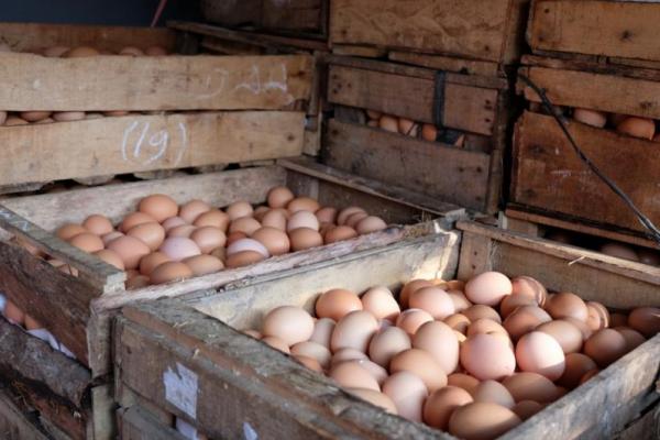 Berdasarkan Informasi dari Petugas Pelayanan Informasi Pemasaran (PIP) Dinas bidang Peternakan dan Kesehatan Hewan, harga telur ayam ras per 14 Mei 2019 di tingkat peternak 32 Provinsi yaitu Rp19.426 per kg.
