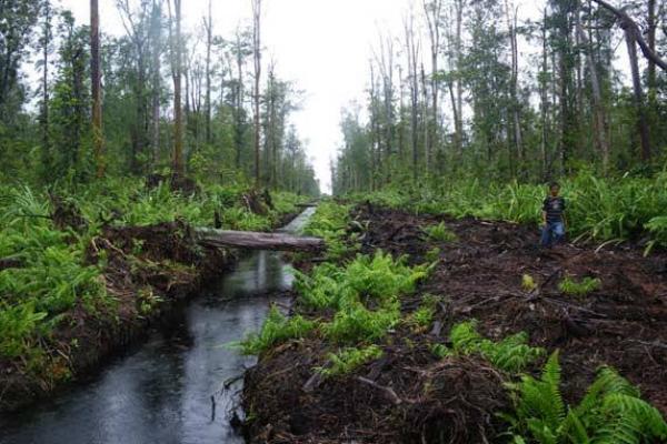 70 persen dari total 1.500 perusahaann besar dunia gagal melaporkan data kerusakan hutan (deforestasi), yang ditimbulkan atas operasi mereka.