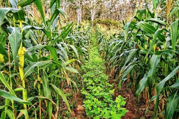 Dirjen Tanaman Pangan, Kementerian Pertanian, Sumardjo Gatot Irianto mengatakan, mempunyai beberapa program terobosan salah satunya adalah pengembangan pola tanam tumpangsari padi, jagung dan kedelai sistem tanam rapat.