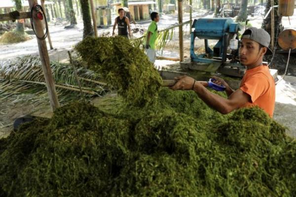 Desa Dataran Kempas, Kecamatan Tebing Tinggi, Kabupaten Tanjung Jabung Timur, Jambi tengah berinovasi mengembangkan pupuk organik sebagai Produk Unggulan Kawasan Perdesaan (Prukades)