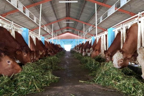 I Ketut Kariyasa mengatakan program terobosan yang tengah dijalankan yakni Upaya Khusus (UPSUS) peningkatan populasi ternak sapi dan kerbau di Indonesia, yang dikenal dengan Sapi Indukan Wajib Bunting (SIWAB).