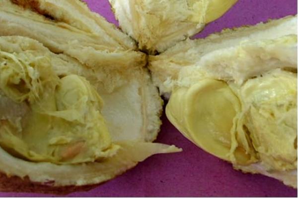 Ada satu jenis buah langka yang belum banyak diekspos dunia yaitu durian tanpa duri atau dinamai durian Si Gundul.