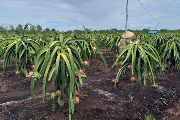 Direktur yang biasa dipanggil Yanti ini berharap penerapan budidaya tanaman hortikultura ramah lingkungan khususnya pada tanaman buah naga semakin luas. 