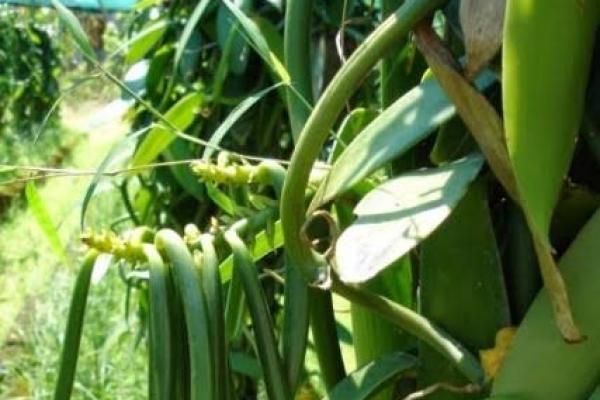 Salah satu bentuk inovasi yang harus segera diterapkan adalah penggunaan varietas-varietas vanili yang unggul. Sejak tahun 2008, Kementerian Pertanian telah mengeluarkan 3 varietas unggul baru yakni Vania 1, Vanilia 2 dan varietas Alor.