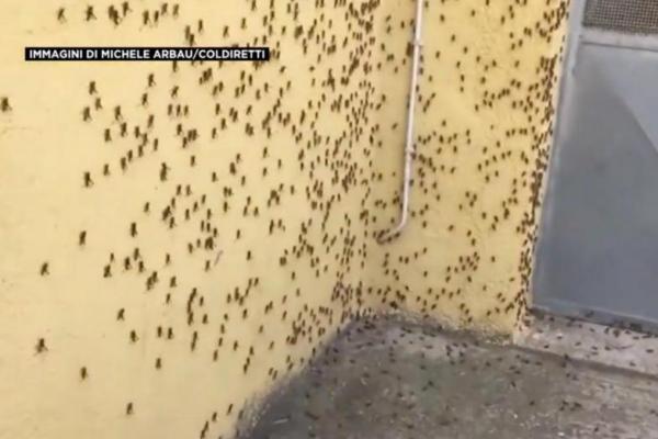 Coldiretti, asosiasi pertanian Italia, mengatakan belalang menyebabkan kerusakan pada tanaman dan membahayakan ternak di dekat kota Nuoro di Sardinia.
