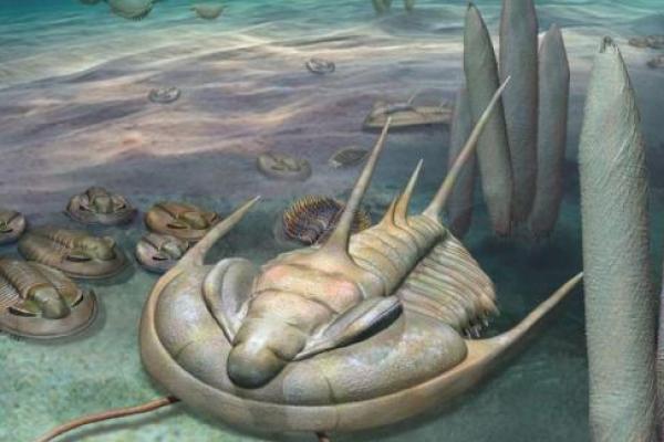 Fosil trilobita ditemukan dari Emu Bay Shale di Pulau Kanguru