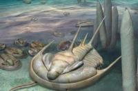 Fosil Trilobite Raksasa Ditemukan di Pulau Kanguru Australia