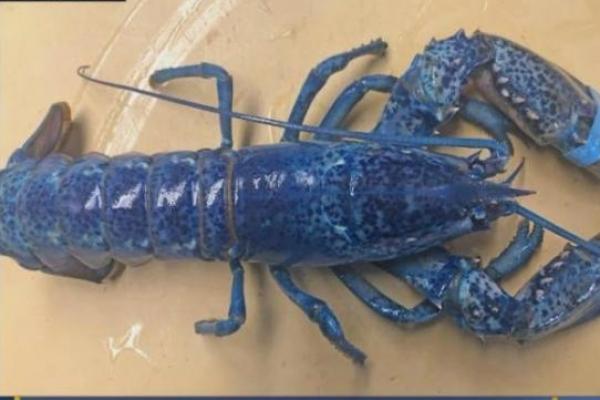Institut Lobster Universitas Maine mengatakan hanya sekitar 1 dari 2 juta lobster memiliki warna biru