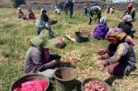 Lokana, Varietas Baru Bawang Merah dengan Produktivitas 20 Ton per Hektare