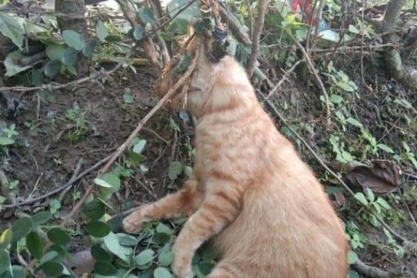 Kucing yang dia beri nama Rubby ditemukan tewas terlilit kawat.