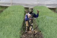 Tips Gunakan Pestisida untuk Tanaman Hortikultura Aman Konsumsi
