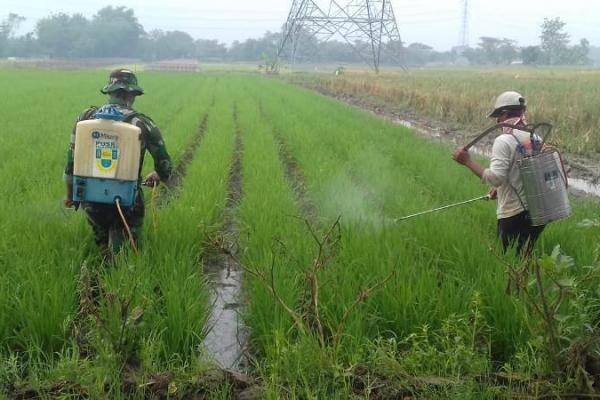 Kepala Bidang Tanaman Pangan, Dinas Pertanian dan Pangan, Kabupaten Aceh Utara, Abdul Jalil mengatakan pelarangan penggunaan benih padi IF8 di Kabupaten Aceh Utara karena memang belum memiliki label dan serifikat.
